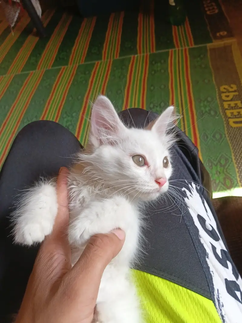 Persian Kittens Pair — photo 9