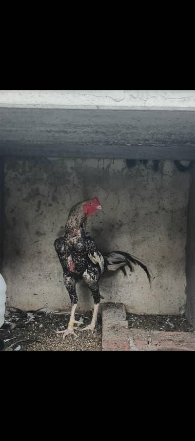 Coco Shamo breeder male