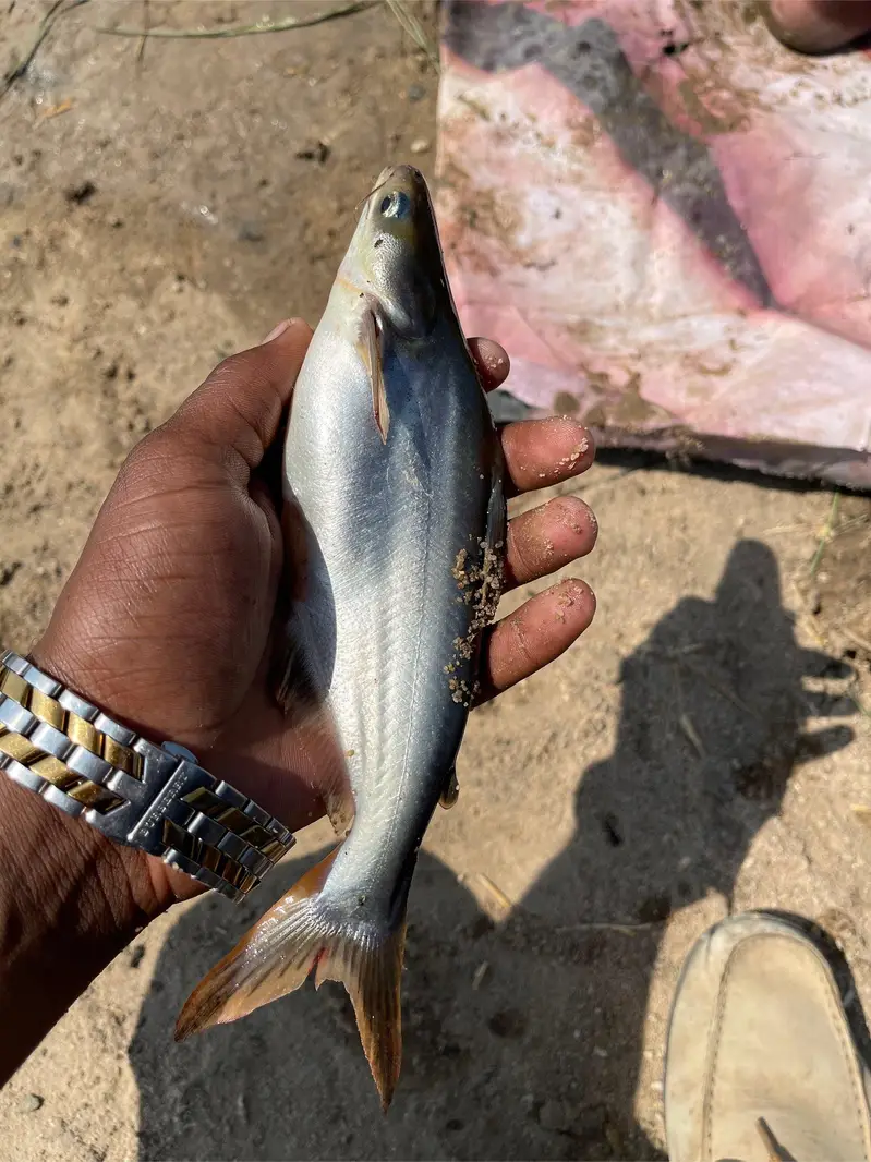 Pengasius Fish age 1 year. . . weight 100 plus