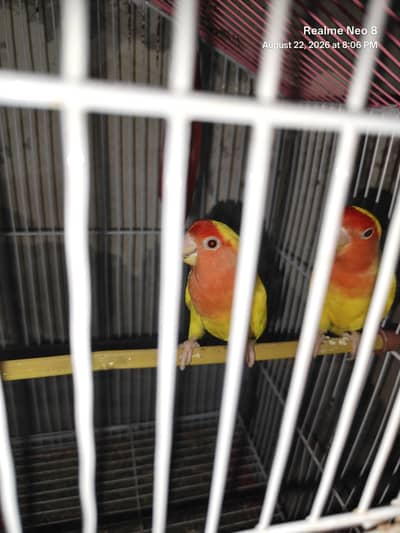 Lutino Love Birds Red Eyes Pair
