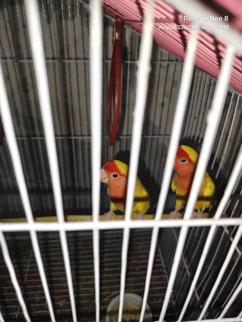 Lutino Love Birds Red Eyes/0321/8081471 — photo 2