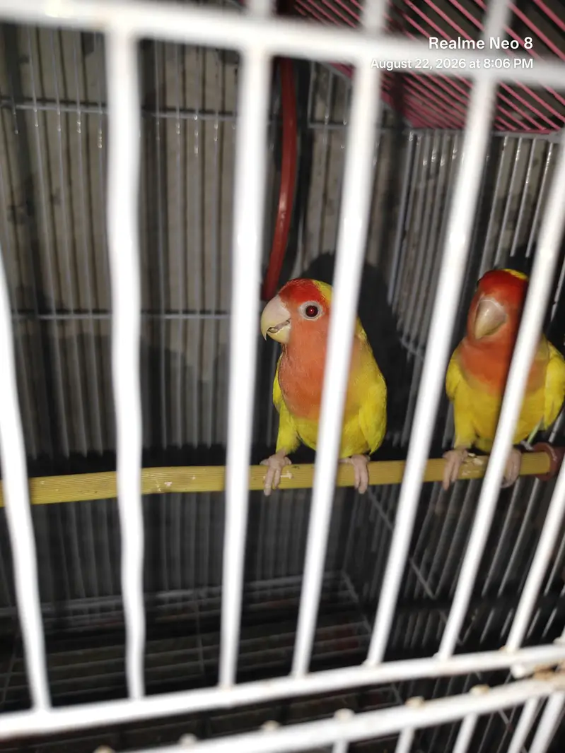 Lutino Love Birds Red Eyes/0321/8081471 — photo 3