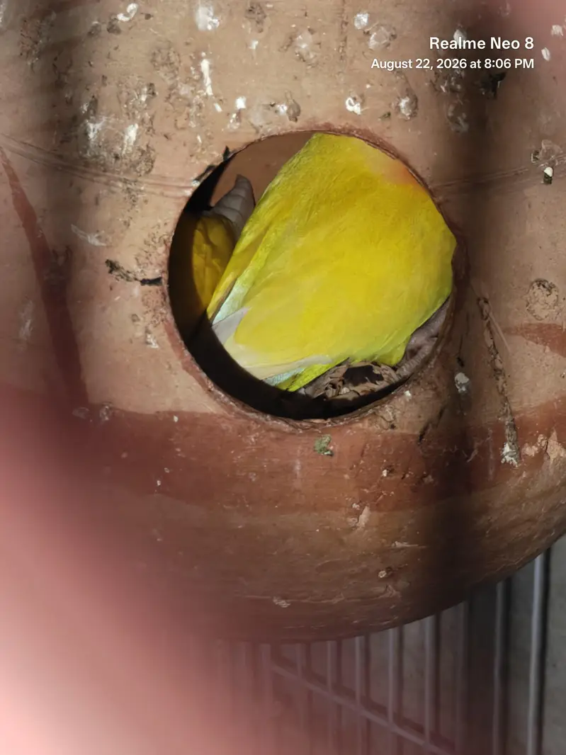 Lutino Love Birds Red Eyes/0321/8081471 — photo 4
