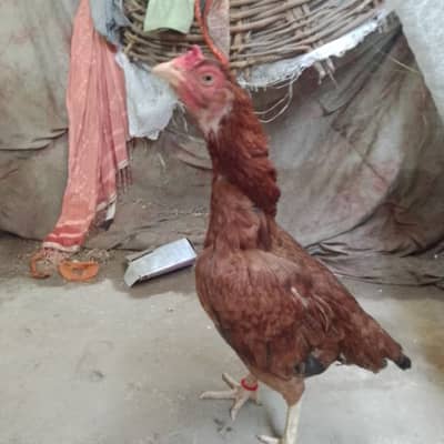 aseel murgi for sale mazboot gand jorr hy