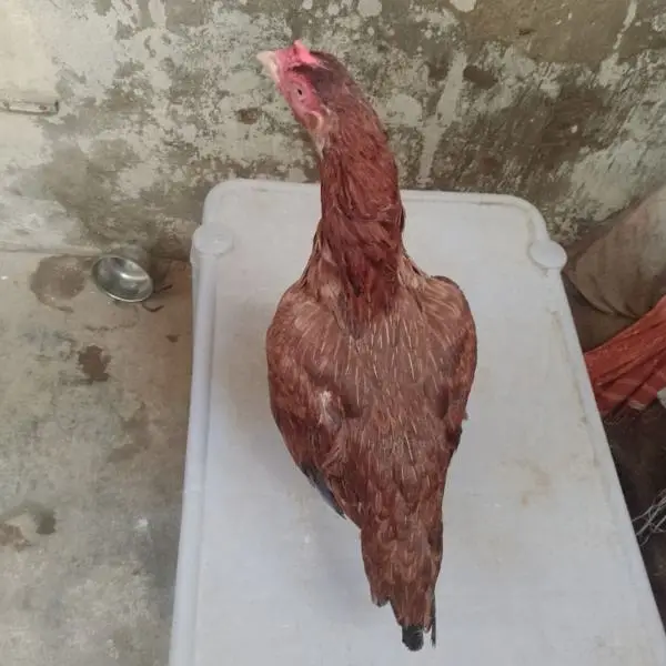 aseel murgi for sale mazboot gand jorr hy — photo 2