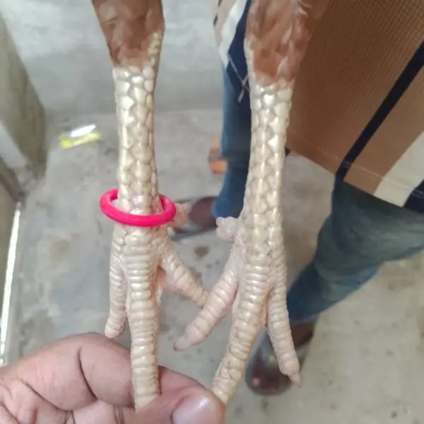 aseel murgi for sale mazboot gand jorr hy — photo 3