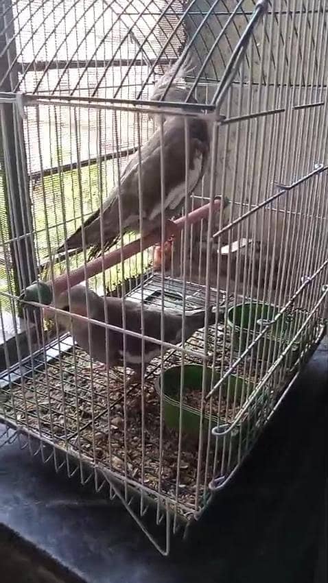 Cocktail 4