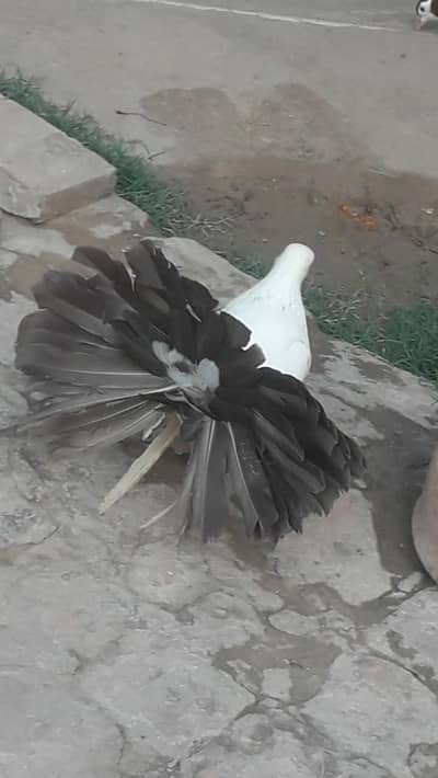 6 piece Sale Mashallah NO. 1 Quality breeding egg Guarantee 100%