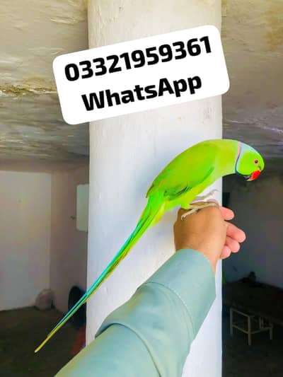 Green Ringneck Tamed Male