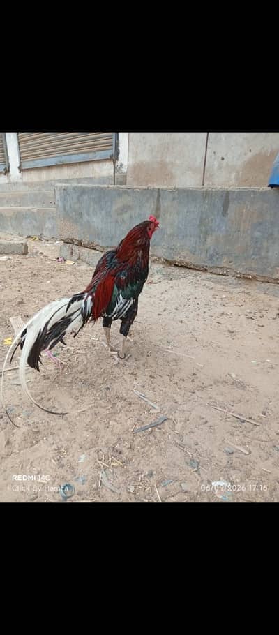 aseel mushka pathy in low price