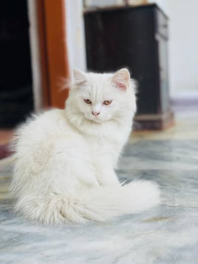 Persian white color