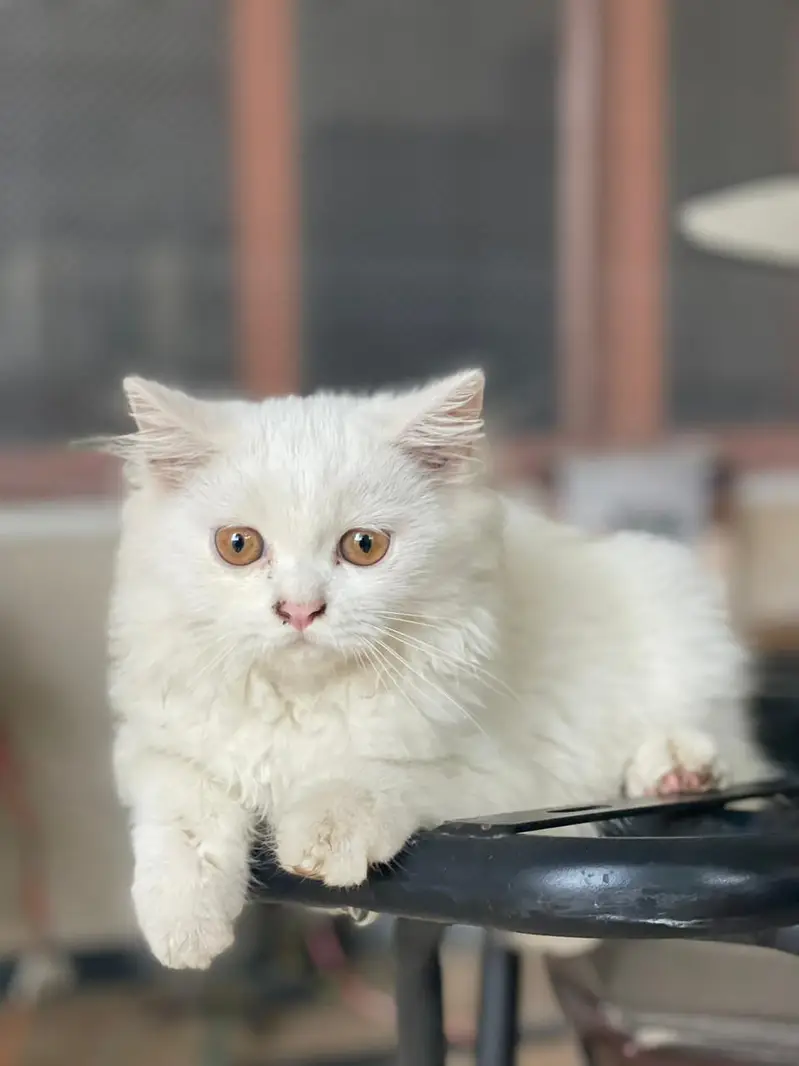 Persian white color — photo 2