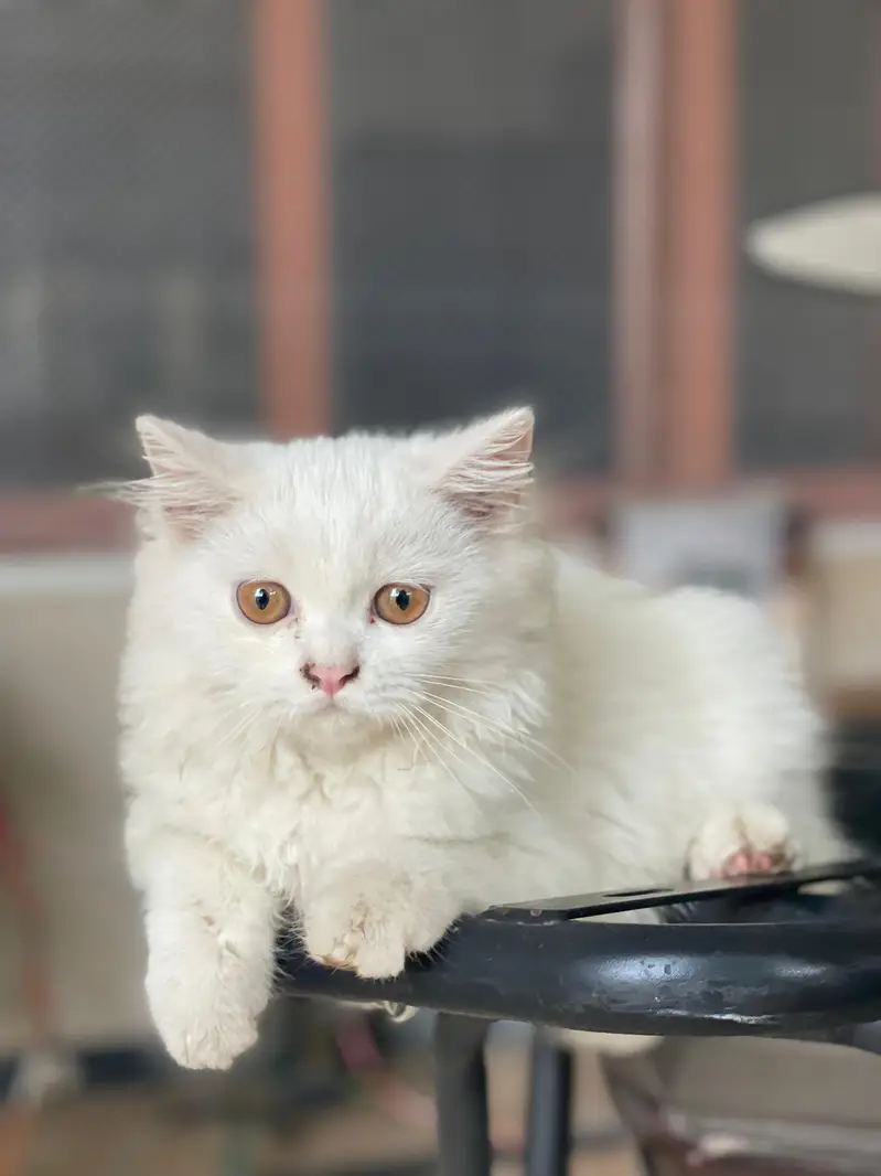 Persian white color — photo 3