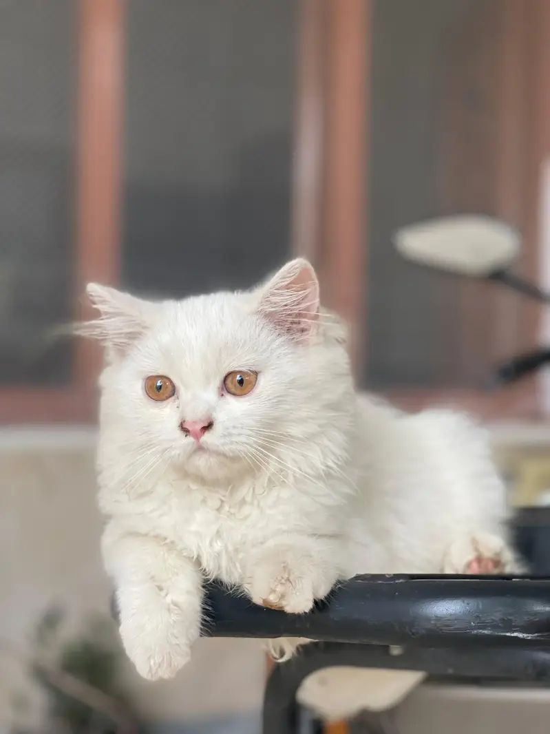 Persian white color — photo 4