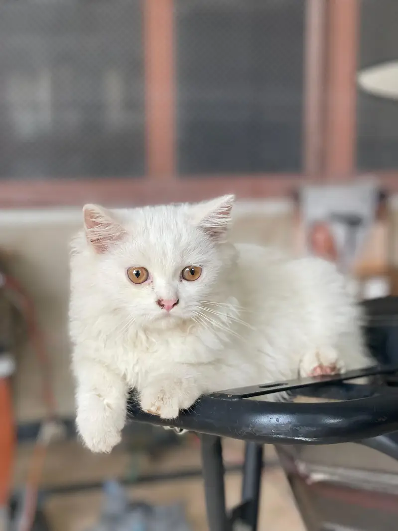 Persian white color — photo 5