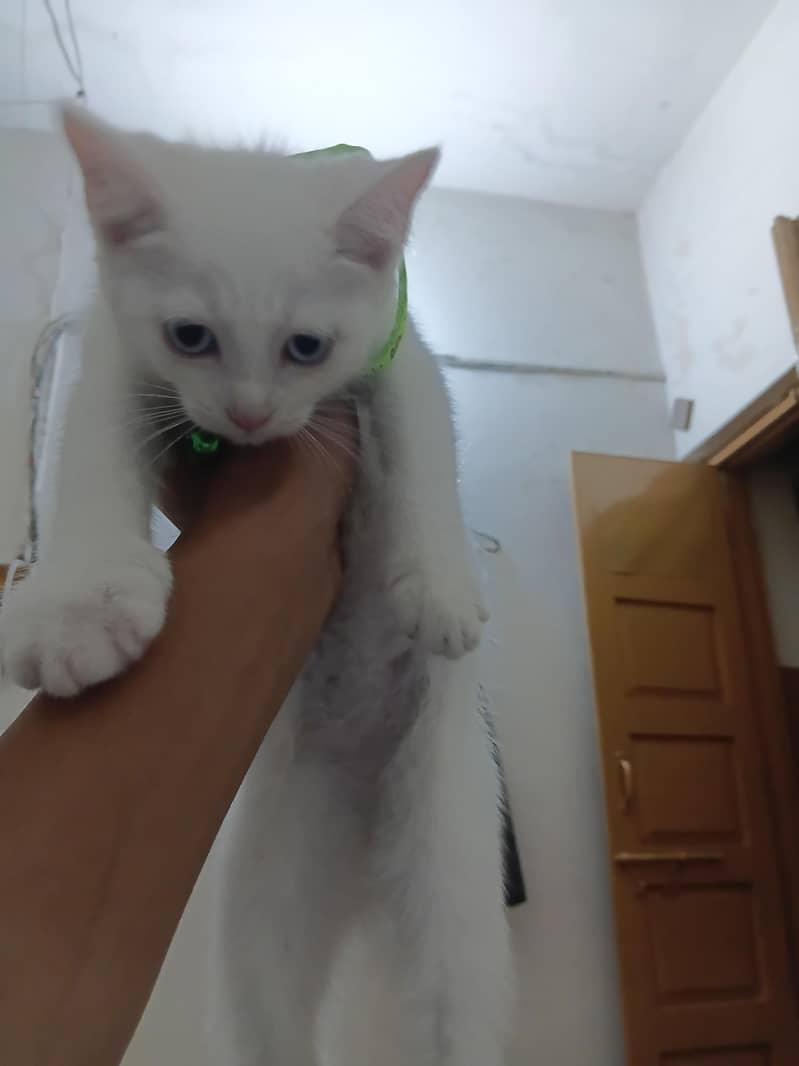 Persian Kittens 2