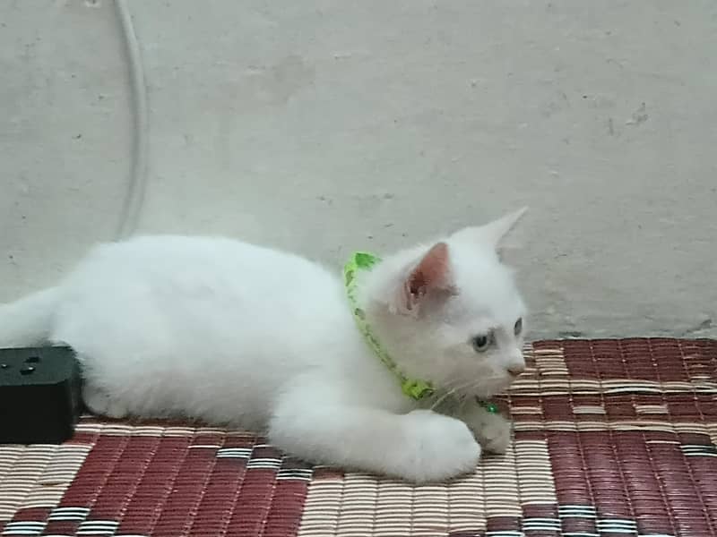 Persian Kittens 3