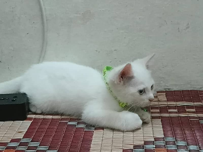 Persian Kittens 4