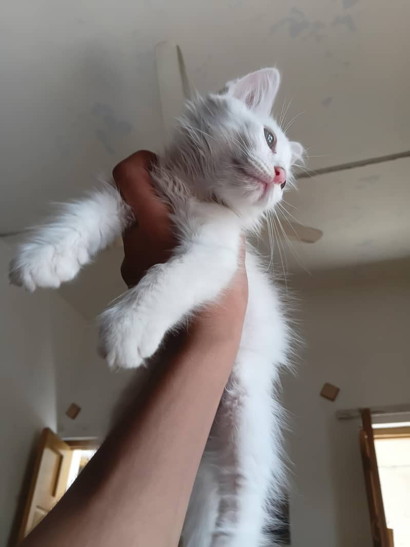Persian Kittens 5