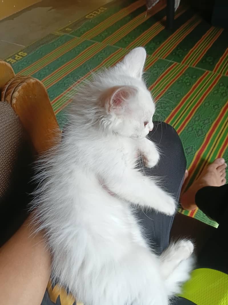 Persian Kittens 6