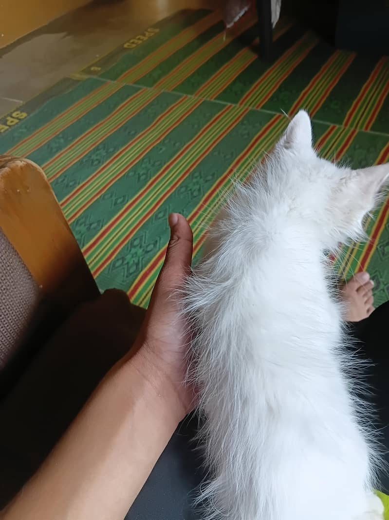 Persian Kittens 7