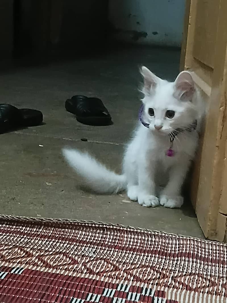 Persian Kittens 8