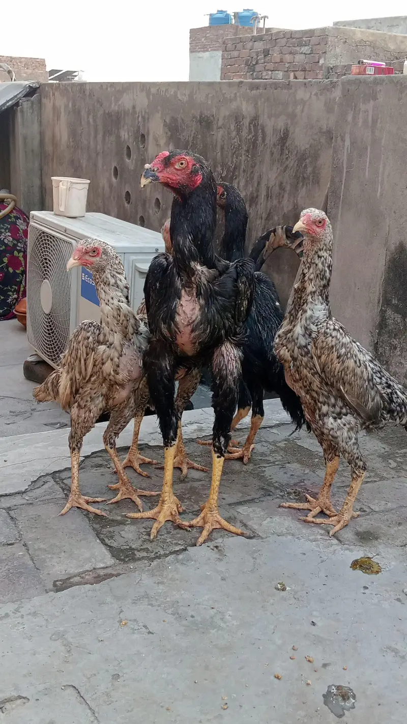 pure germun bread pathay pathian urgent sale parent piks atach — photo 2