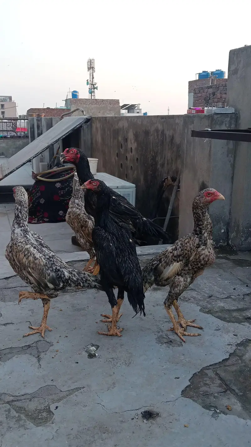 pure germun bread pathay pathian urgent sale parent piks atach — photo 3