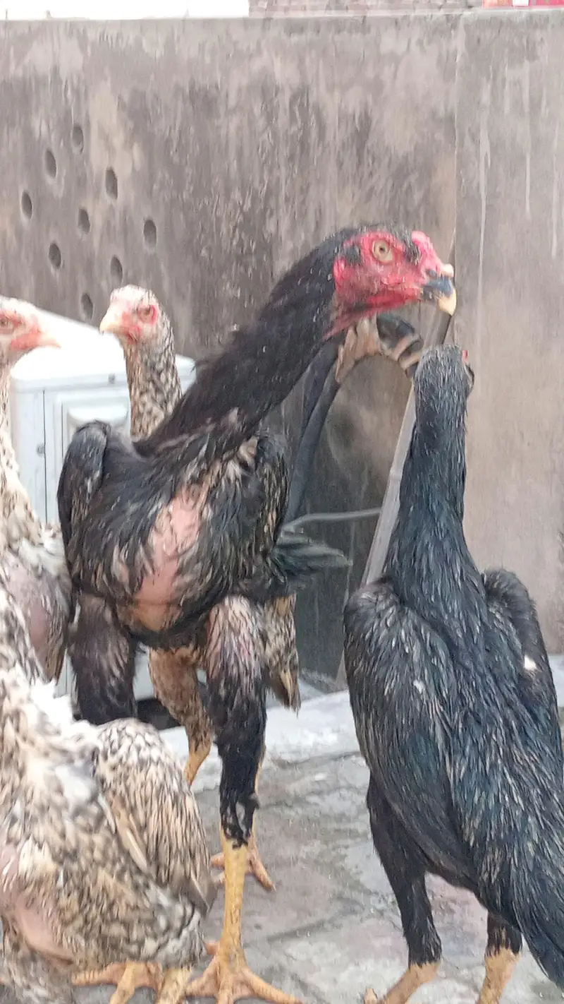 pure germun bread pathay pathian urgent sale parent piks atach — photo 4