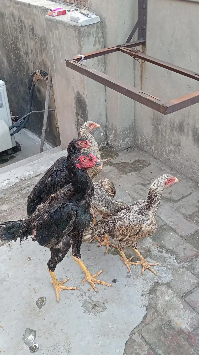 pure germun bread pathay pathian urgent sale parent piks atach — photo 5