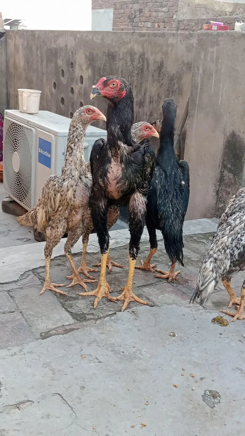 pure germun bread pathay pathian urgent sale parent piks atach — photo 6