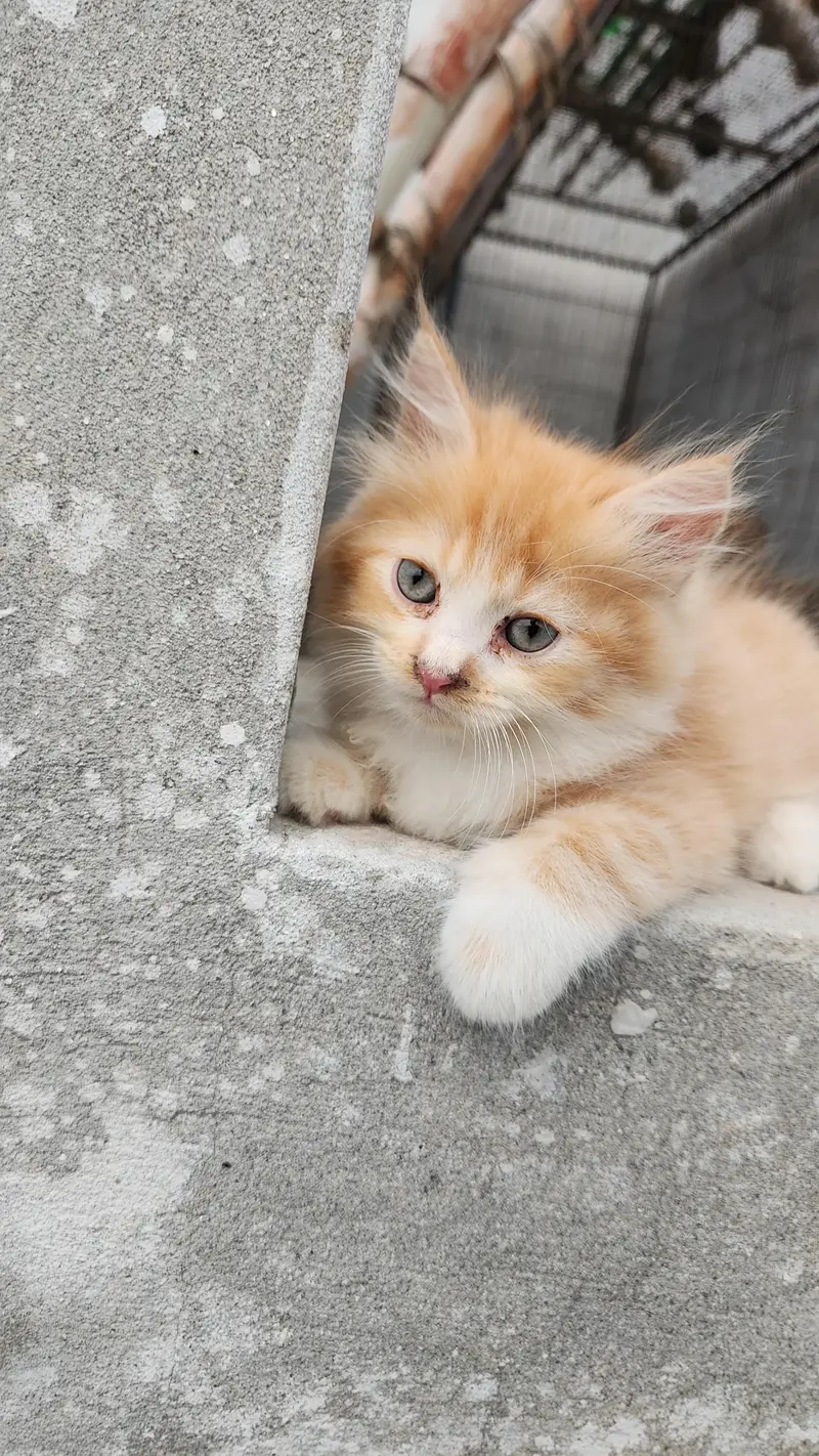 Persian kittens 3 — photo 2