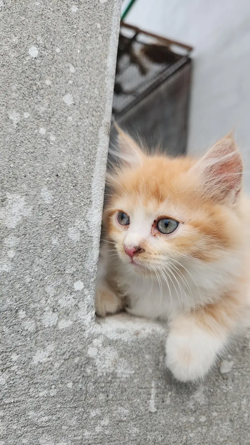 Persian kittens 3 — photo 3