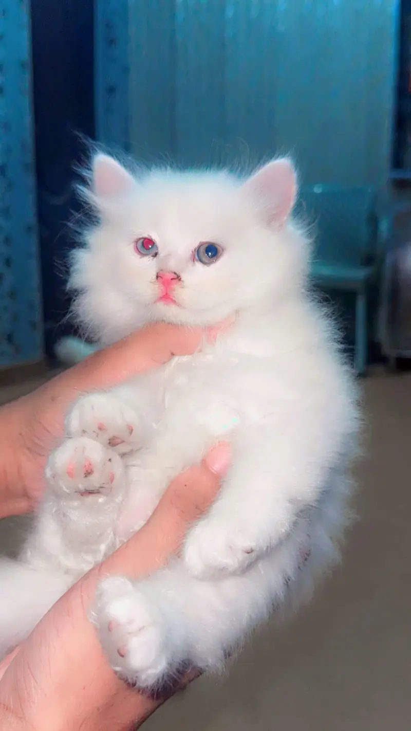 Persian kittens 3 — photo 4