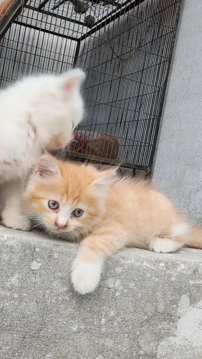 Persian kittens 3 — photo 5