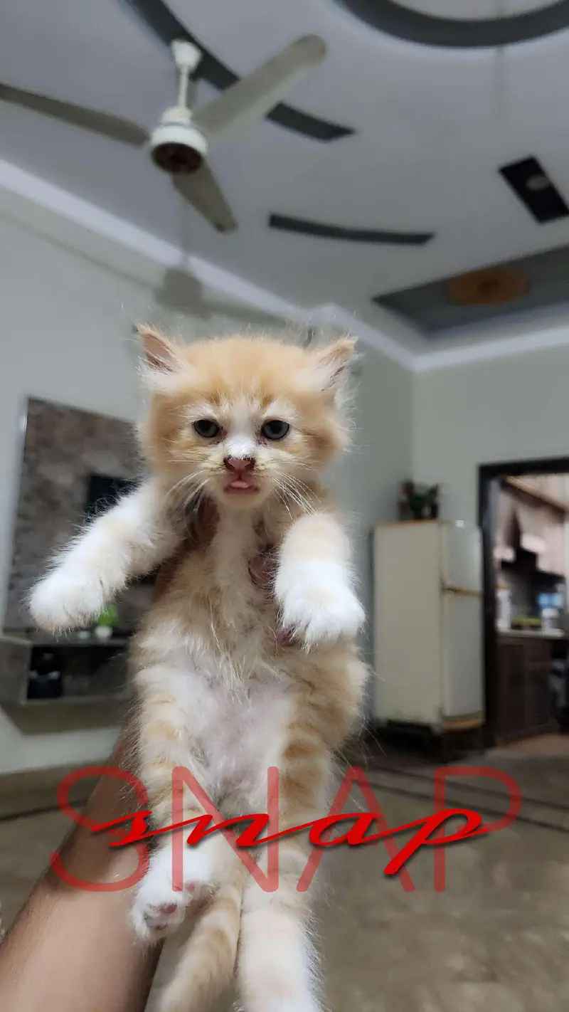 Persian kittens 3 — photo 6