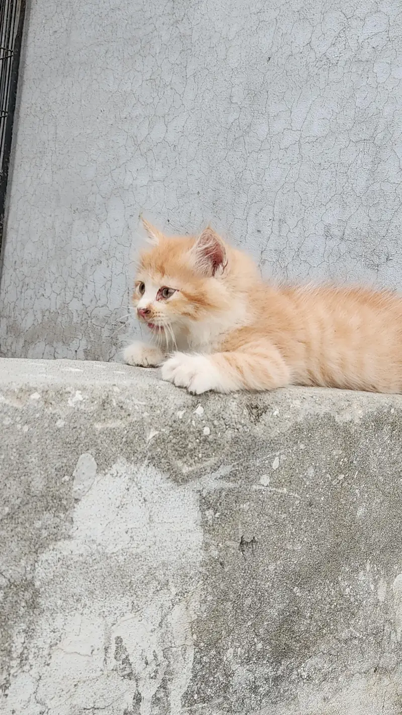 Persian kittens 3 — photo 7