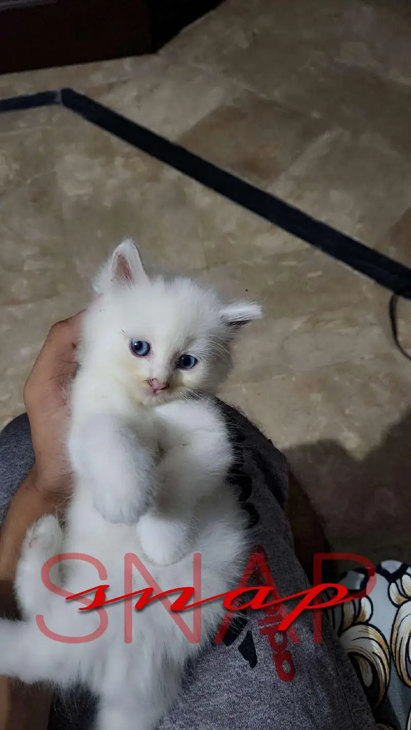 Persian kittens 3 — photo 8