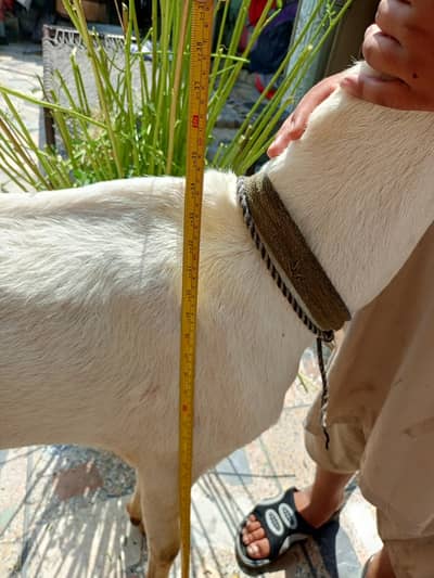 rajan puri pragnent goat