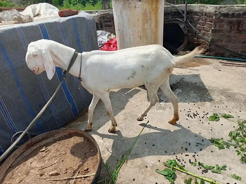 rajan puri pragnent goat — photo 2