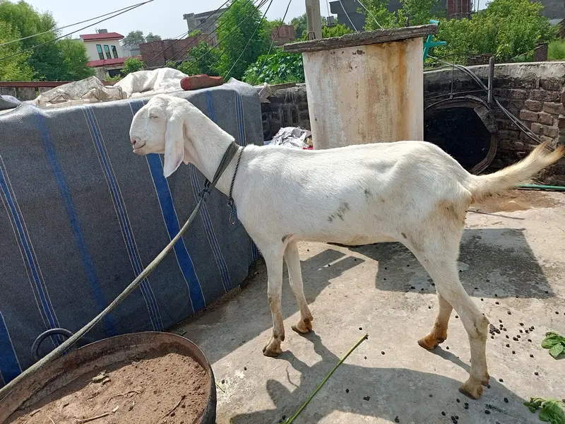 rajan puri pragnent goat — photo 3