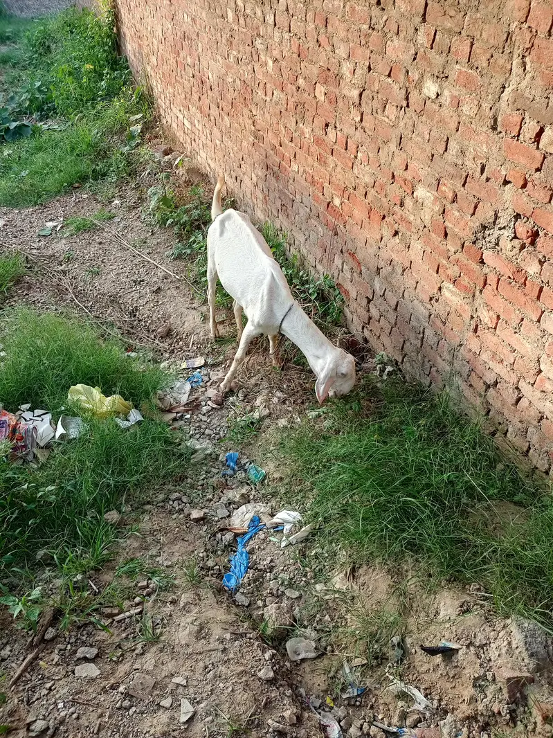 rajan puri pragnent goat — photo 4