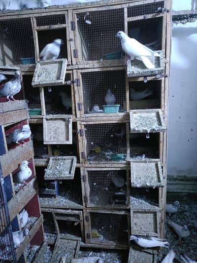 Breeding boxes for sale