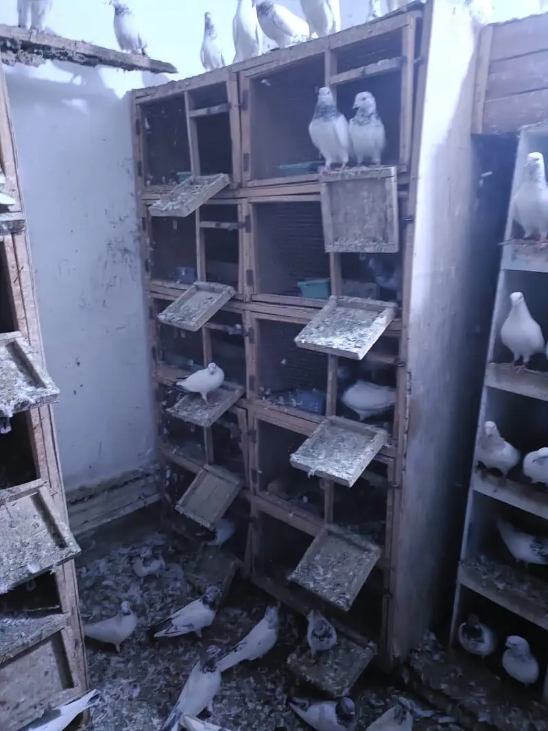 Breeding boxes for sale — photo 2