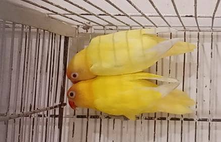 Cremino decino Albino