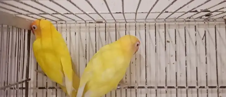 Cremino decino Albino — photo 2