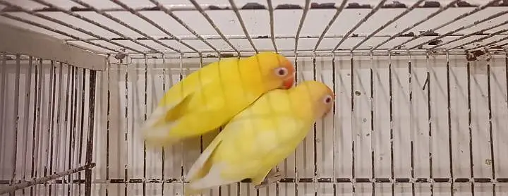 Cremino decino Albino — photo 3