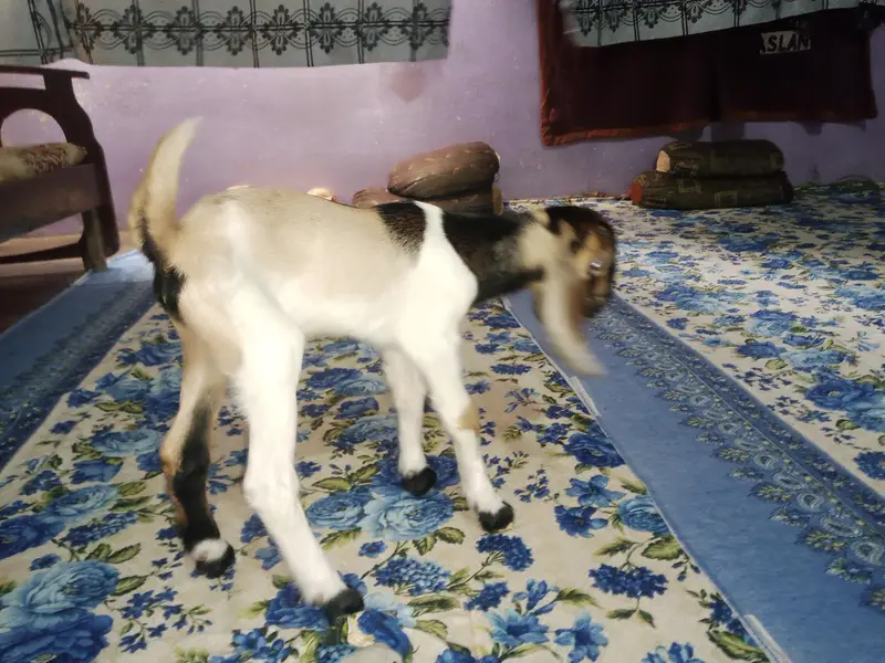 goat kid — photo 3