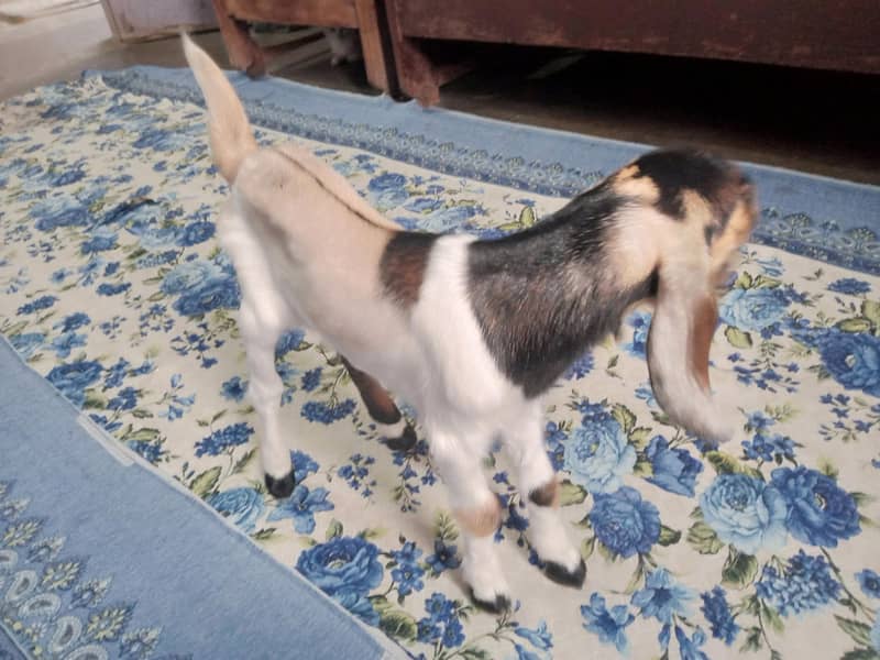 goat kid 3