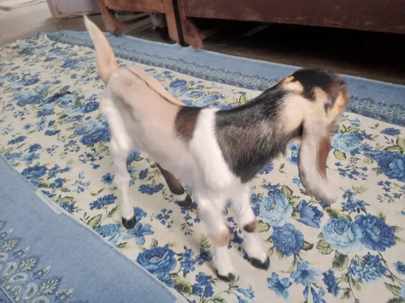 goat kid — photo 4